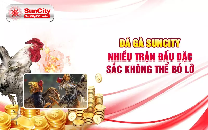 Đá gà SunCity - Nhiều trận đấu đặc sắc không thể bỏ lỡ