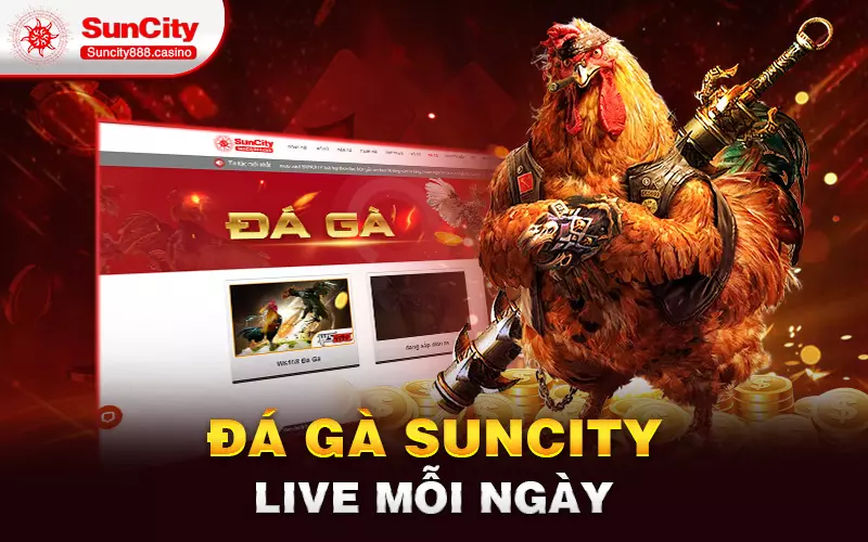 Đá gà Suncity live mỗi ngày