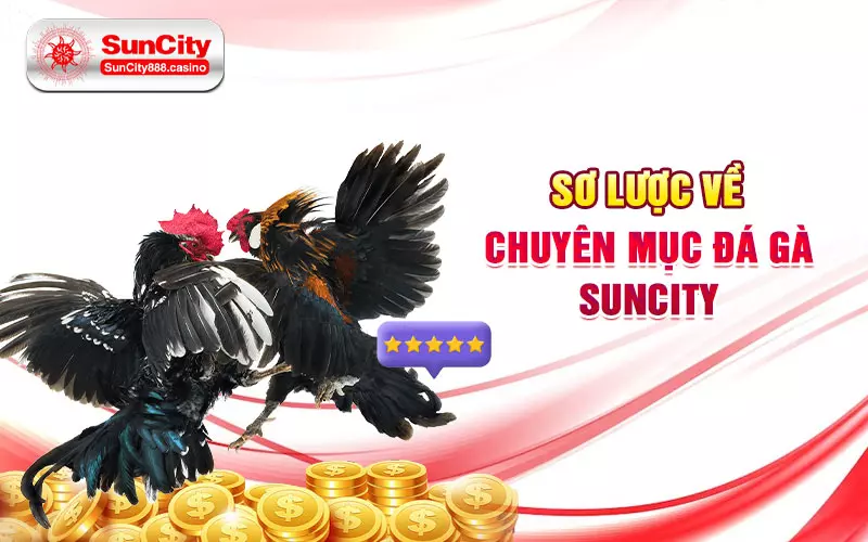 Sơ lược về chuyên mục đá gà SunCity