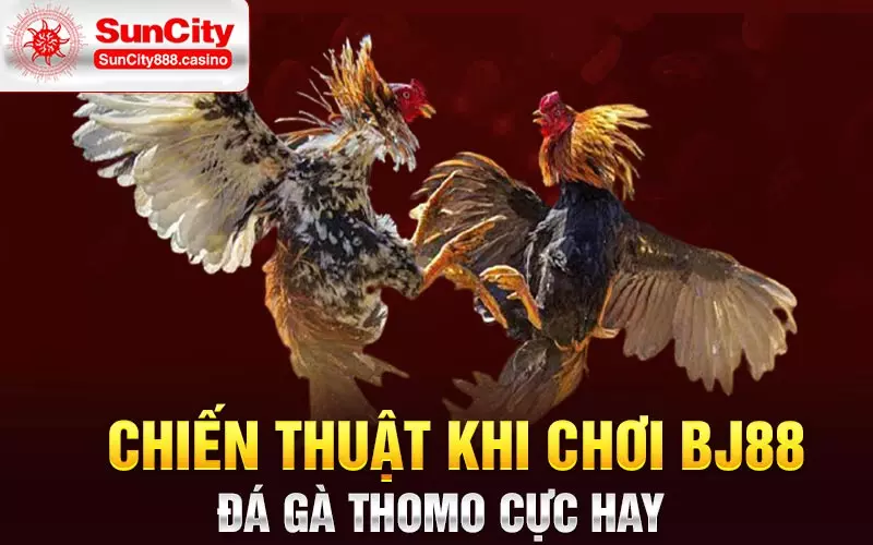 Chiến thuật khi chơi BJ88 đá gà Thomo cực hay