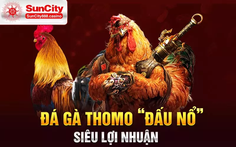 Đá gà Thomo “Đấu nổ” siêu lợi nhuận