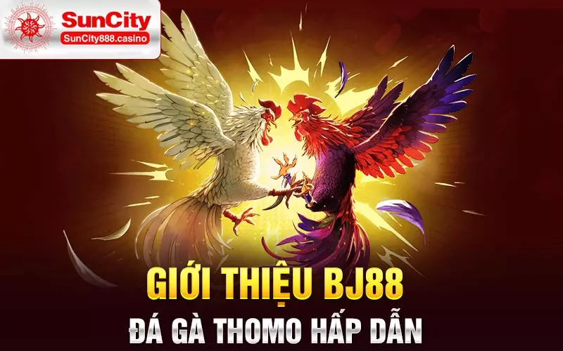 Giới thiệu BJ88 đá gà Thomo hấp dẫn