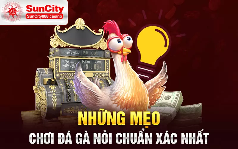 Những mẹo chơi đá gà nòi chuẩn xác nhất