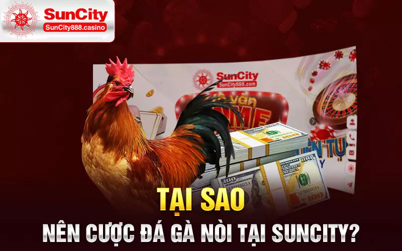 Tại sao nên cược đá gà nòi tại SunCity?