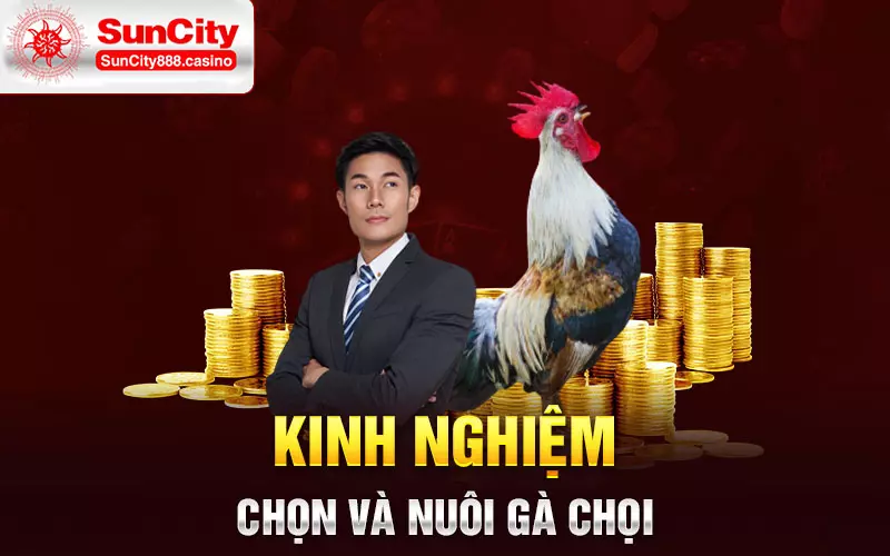 Kinh nghiệm chọn và nuôi gà chọi