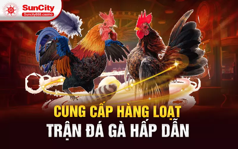 Cung cấp hàng loạt trận đá gà hấp dẫn