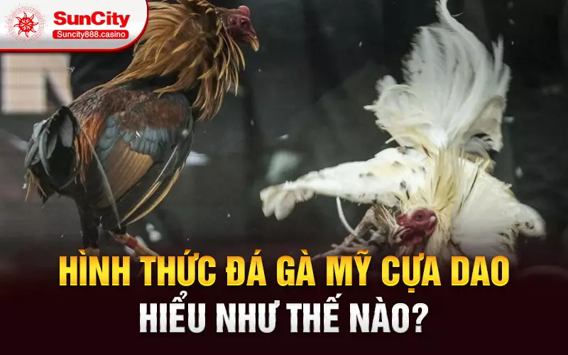 Hình thức đá gà Mỹ cựa dao hiểu như thế nào?