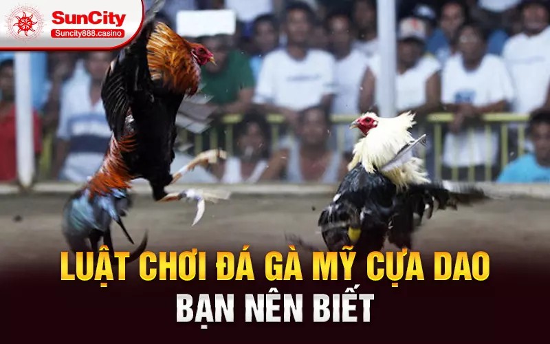 Luật chơi đá gà Mỹ cựa dao bạn nên biết