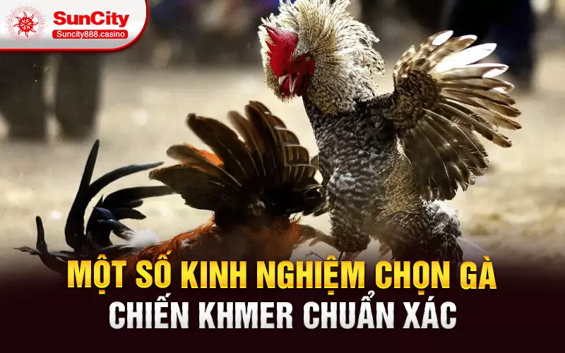 Một số kinh nghiệm chọn gà chiến Khmer chuẩn xác