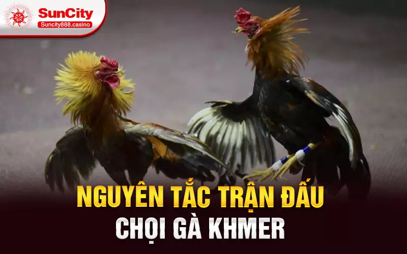 Nguyên tắc trận đấu chọi gà Khmer