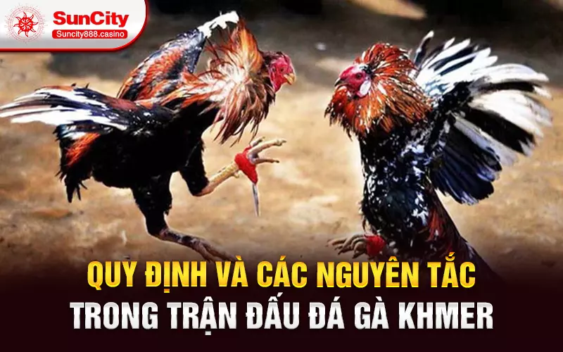 Quy định và các nguyên tắc trong trận đấu đá gà Khmer